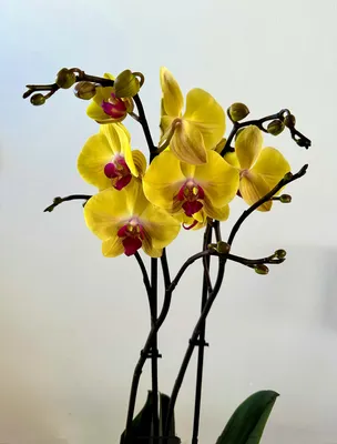Орхидея фаленопсис Попугай – купить в Москве, цена 700 руб., продано 9 мая  2020 – Растения и семена