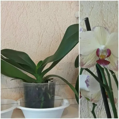 Орхидея фаленопсис \"Попугай\" ⠀... - Редкие сорта орхидеи | Facebook