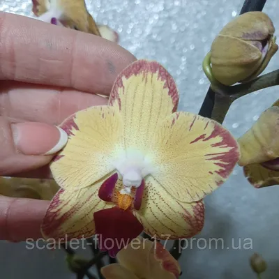 Орхидея Фаленопсис лайм купить в Москве