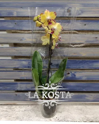 Орхидея фаленопсис Попугай – купить в Москве, цена 1 200 руб., продано 29  августа 2020 – Растения и семена