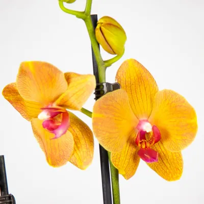 Орхідея Папуга/Phalaenopsis «Papagayo» | Рослини вдома