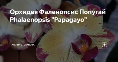 Орхидеи(ФАЛЕНОПСИС) Попугайчики превосходные и яркие солныши. Выс.60см.  цвет.7,5см. Цветонос. 2 (ID#1320563602), цена: 375 ₴, купить на Prom.ua