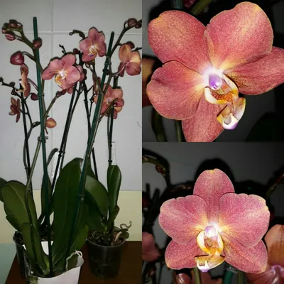 Орхидеи и кактусы!