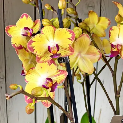 Орхидеи(ФАЛЕНОПСИС) Попугайчики превосходные и яркие солныши. Выс.60см.  цвет.7,5см. Цветонос. 2 (ID#1320563602), цена: 375 ₴, купить на Prom.ua