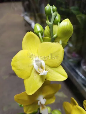Орхидея-Плюс - Сортовая Орхидея Фаленопсис Попугай 245грн.... | Facebook