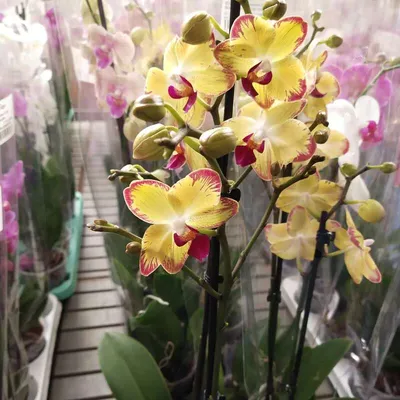 Орхидея Фаленопсис Попугай ⌀12 60 см купить в Москве с доставкой | Магазин  растений Bloom Story (Блум Стори)