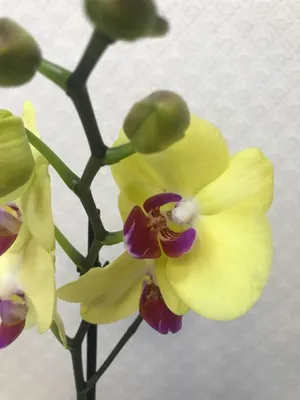 Орхидея фаленопсис купить