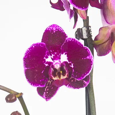 Орхидея Фаленопсис Попугай Phalaenopsis \"Papagayo\" | Татьяна Степанова |  Дзен