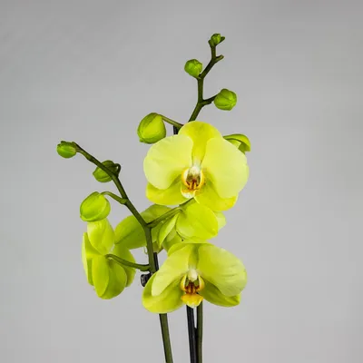 Орхидеи полосатики - 61 фото