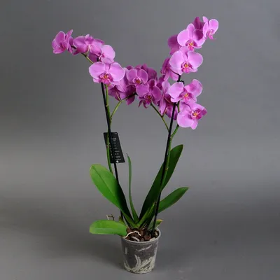 Орхидеи от 3000-и все для них - Страница 130 - Цветочный базар - Все Вместе  - Страница 130