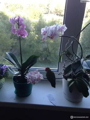Орхидея попугай - красивые фото