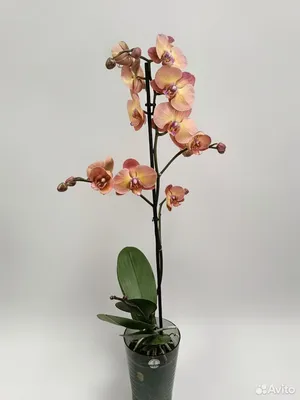 Орхидея Фаленопсис в кашпо 🌺 купить в Киеве с доставкой - цена от Камелия
