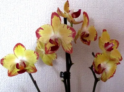 Орхидея Попугай: подробное описание и фото цветка, отличие от других видов,  а также правила посадки и рекомендации по уходу в домашних условиях