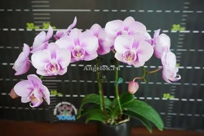 Фаленопсис (Phalaenopsis Miki Sakura'1327') Тайвань — купить в  интернет-магазине Ангелок