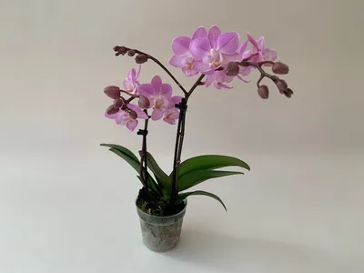 Phalaenopsis Liu's Sakura