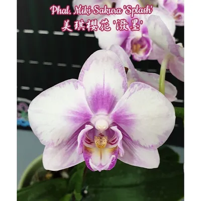 Phalaenopsis Sogo Sakura (2 Rispen) | Passiflora.ru - Сервис коллективных  заказов