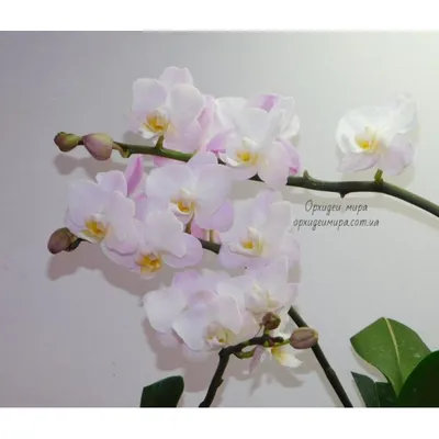 Купить орхидею Фаленопсис Сакура (Sakura) с доставкой по Украине.