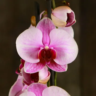 Phalaenopsis Sogo Sakura (2 Rispen) | Orchideen-Wichmann.de - Highest  horticultural quality and experience since 1897