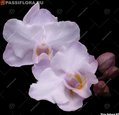 Flowers Orchid Phalaenopsis Miki Sakura Close-up on Dark Background Stock  Image - Image of floral, gift: 132166873