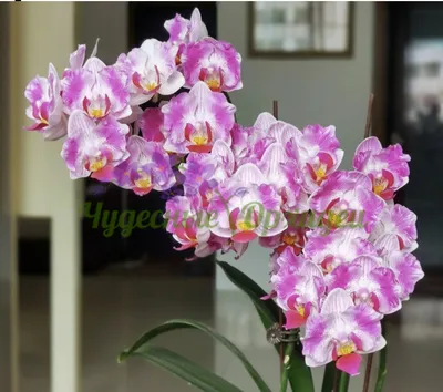 Орхидея Phal. Pampered Sakura бабочка - купить, доставка Украина