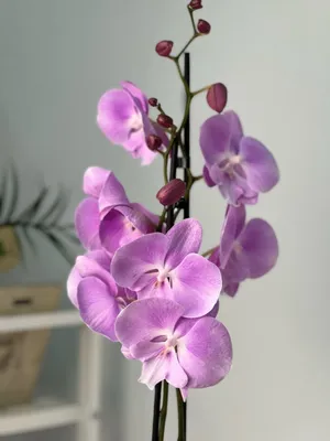 Phal. Miki Sakura `1327` - YouTube