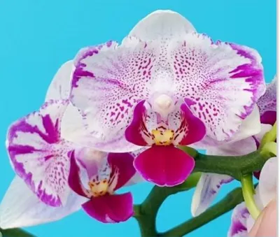 621 Phal. Sakura Peloric 2,5 - \"Чудесные орхидеи\"