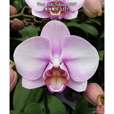 Орхидея Phal. Miki Sakura 1327 - купить, доставка Украина