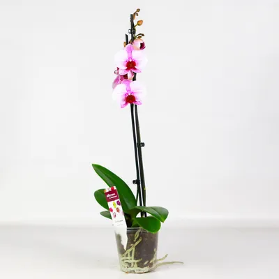 Phalaenopsis Multi. Sogo Sakura | Phalaenopsis Multiflora | Phalaenopsis  Multiflora | Flowering indoor orchids | Flowering indoorplants |  Indoorplants | All products | OZ Planten