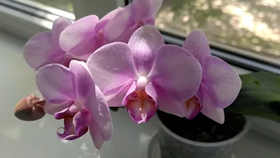 Орхидея фаленопсис Phal. 5030 Pampered Sakura бабочка, цветы 5,5 см, размер  1.7 (мох) (ID#1915074226), цена: 335 ₴, купить на Prom.ua