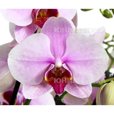 Орхидея Dtps. Lius Sakura KF - купить, доставка Украина