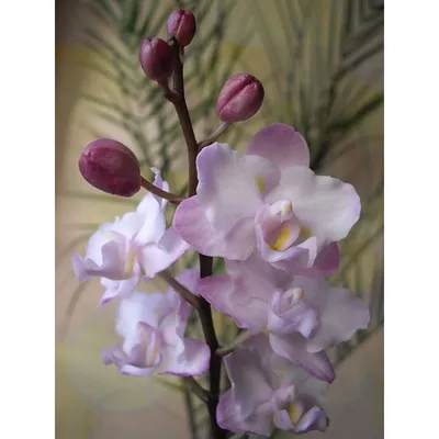 Phalaenopsis or Moth Kind Sakura Variety. Floral Design Element for Cards  Invitations Posters Stock Photo - Image of flower, delicate: 208934250