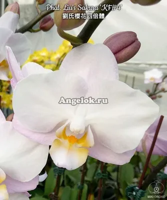 Фаленопсис Льюис Сакура (Phalaenopsis Liu's Sakura 'KF#4') — купить в  интернет-магазине Ангелок