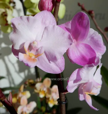 Phalaenopsis Multifloratypes Sogo Sakura | Phalaenopsis Multiflora |  Phalaenopsis Multiflora | Flowering indoor orchids | Flowering indoorplants  | Indoorplants | All products | Gardenline