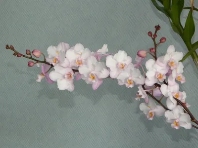 Phalaenopsis... - Floraria Secret Garden - www.secretgarden.ro | Facebook