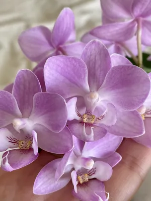 Phalaenopsis Sogo Sakura