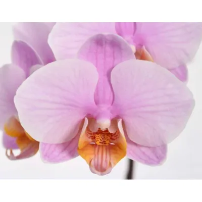 Орхидея Dtps Liu's Sakura, hybrid