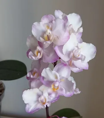 Pink Orchid Phalaenopsis Princess Sakura X Stock Photo 1965072694 |  Shutterstock