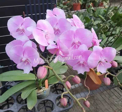 Phal. Miki Sakura '1327' (Phal. Unimax Sakurahime x Phal. Miki Pinkama) -  1,7' Mericlone | Passiflora.ru - Сервис коллективных заказов