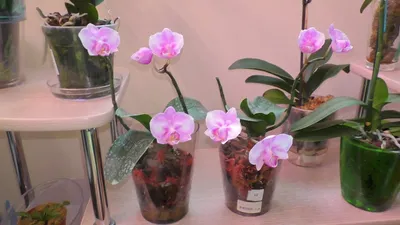 Phalaenopsis Nobby's Spring Alice 'Sakura' orchid Stock Photo - Alamy