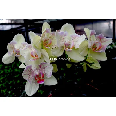 Орхидея Phal. Lius Sakura KF - купить, доставка Украина