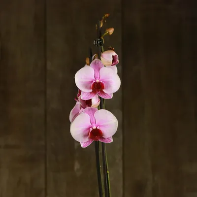 Doritaenopsis Liu's Sakura | Beautiful orchids, Exotic orchids, Colorful  plants