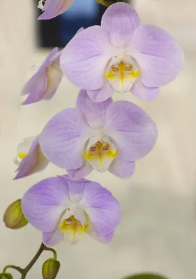 Phal. Liu's Sakura, Pretty Flowers With Wrinkled Petals - Etsy