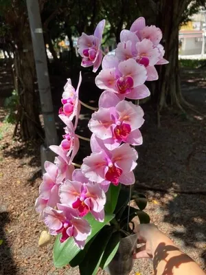 My Phalaenopsis Liu's Sakura KF 😍🌺❤️ | Гардения