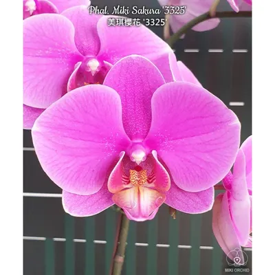 Орхидея Phal. Younghome Sakura - купить, доставка Украина