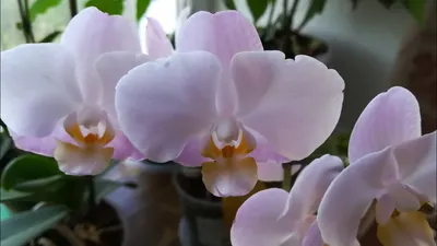 Цветущая Sakura KF 4N/ Фаленопсис в цвету - YouTube