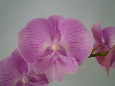Орхидеи САКУРЫ. / Немного о ПОЛИВЕ орхидей. - YouTube