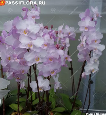 Phal. Liu's Sakura 'KF' - Orchibias