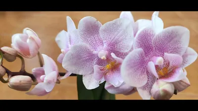 Phal. Liu s Sakura | Passiflora.ru - Сервис коллективных заказов