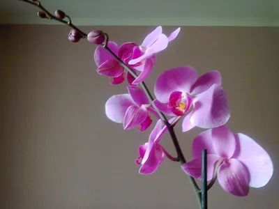 Phalaenopsis Sakura Orchid Flower High-Res Stock Photo - Getty Images
