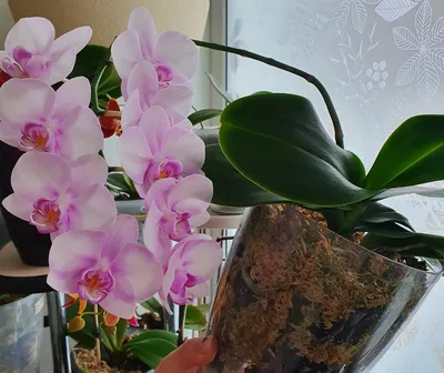 Орхидея Фаленопсис Сакура Хеймей 2 ст купить